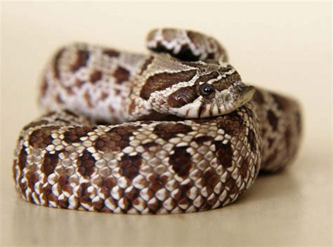 Western Hognose Snake: Care, Temperament & Breeding - AZ Reptiles