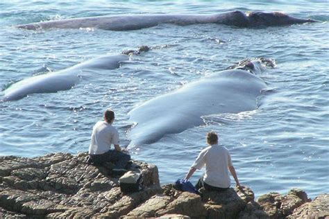 The Giants Are Back Your Guide To Hermanus Whale Festival 2018