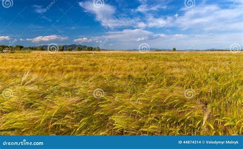 Young Wheat Growing In Green Farm Field Stock Photo Image Of Growth