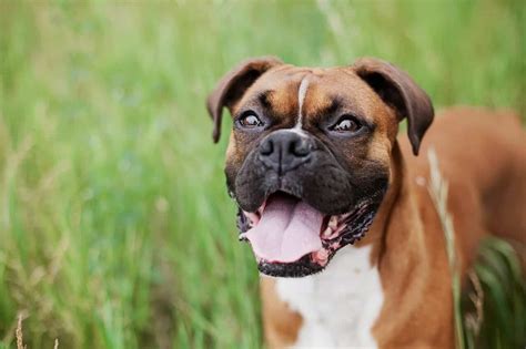 Boxer Infos Conseils Avis Tout Savoir Sur Cette Race De Chien