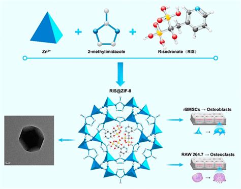 Zeolitic Imidazolate Framework 8 Encapsulating Risedronate Synergistically Enhances Osteogenic