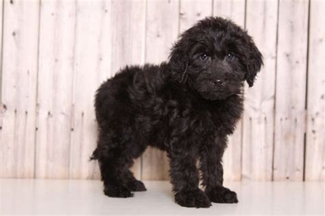 How to groom a goldendoodle. Goldendoodle puppy for sale in MOUNT VERNON, OH. ADN-61500 ...