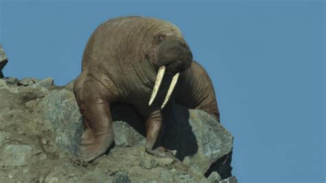 Walruses Seen Falling To Their Deaths In Netflix Docu Series Youtube