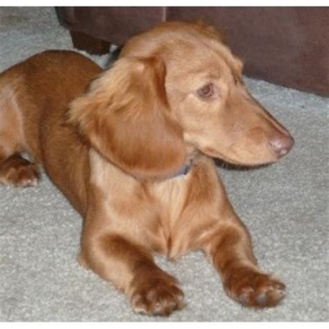 Wantedoldmotorcycles.com ) pic hide this posting restore restore this posting. Dachshund (Doxie) breeders in Kentucky | FreeDogListings
