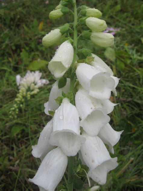 Seed is the result of sexually reproduction and each seedling will grow different features to it's parent plant. 50 Flower Seeds Digitalis Pure White Foxglove, fast ...