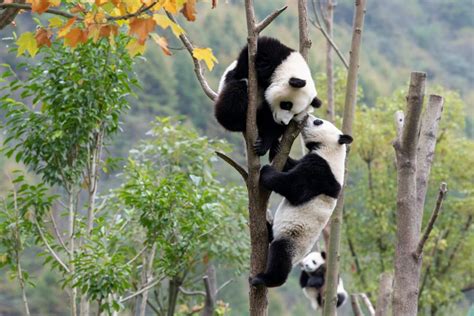 Celebrate National Giant Panda Day On March 16th Nature And Wildlife