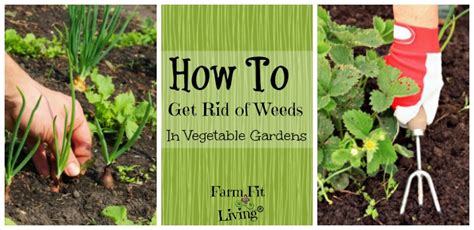 How To Get Rid Of Weeds In Garden Before Planting Garden Likes