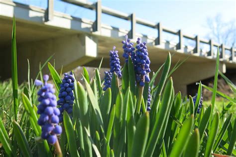 Some Spring Flowers In Bloom In Ohio With A Bridge Deck Out Of Focus