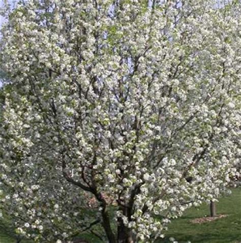 With flowering trees ranging from evergreen flowering trees such as magnolia grandiflora species to deciduous flower trees such as cherry blossom trees and ornamental pear and to flowering trees that require tropical to sub tropical conditions to those that thrive in a cold climate we provide a guide. 7 Inexpensive Landscaping trees| Evansville Lawn & Landscape