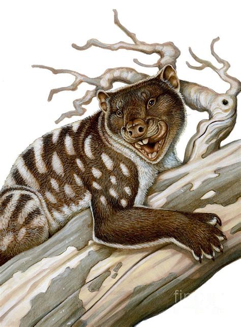 Marsupial Lion Thylacoleo Carnifex Prehistoric Cats Pinterest