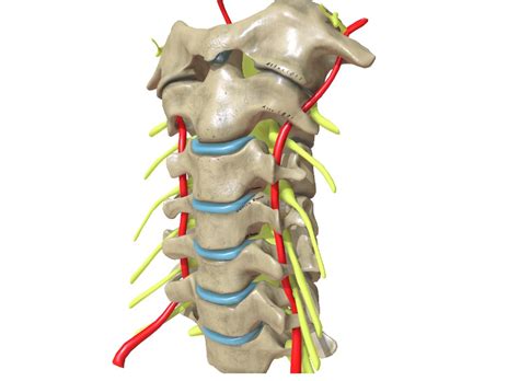 Spinal Nerves Facts Formation Function Division And Summary