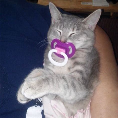 A Gray Cat With A Pacifier In Its Mouth Laying On Someone S Lap