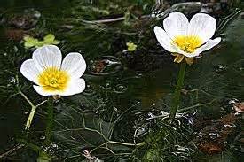 Recensisci per primo aqua lumo fiori acquatici cm 9,5×6,5×12,5 annulla risposta. Il giardino delle Naiadi: I RANUNCOLI ACQUATICI: PICCOLE RANE