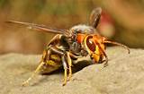 Photos of Killer Wasp In China