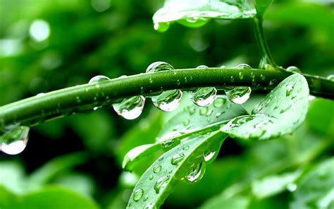 Nature Plants Green Leaves Water Drops Sparkle