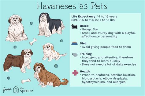 Havanese Dog Breed Characteristics And Care