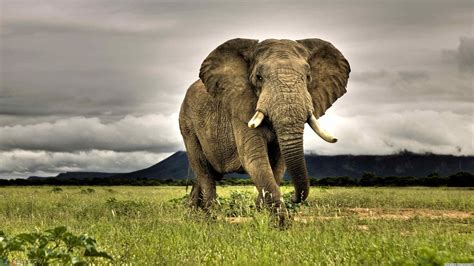 Elephants Animals African Nature Grass Savannah Overcast
