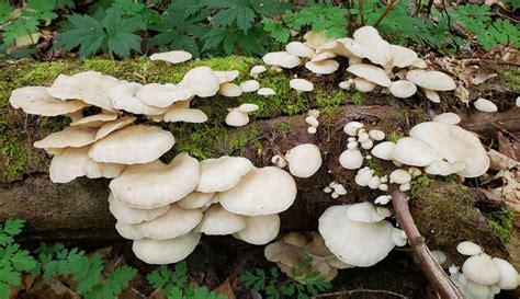Mushrooms Weird Wonderful And Worth A Hike — Washington Trails