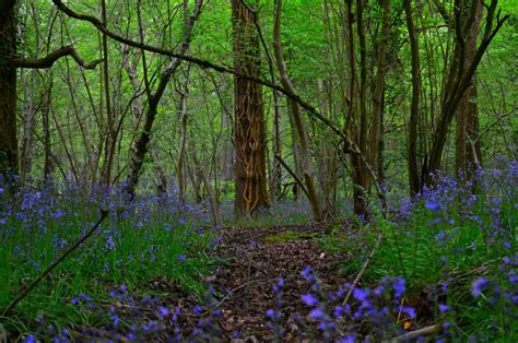 Lucys Photography Bluebell Wood