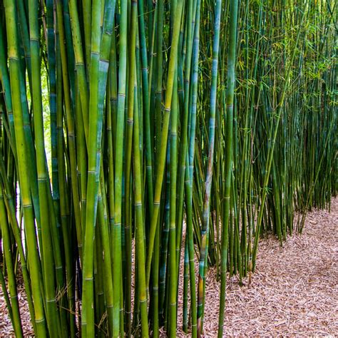 10 Different Types Of Bamboo Better Homes And Gardens