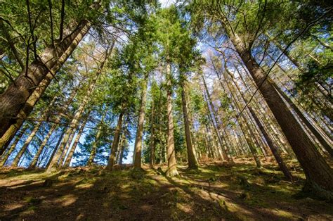 A View Of Spring Pine Forest With Blue Sky Stock Photo Image Of