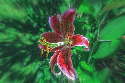 Colorful Lily Photograph By Sherman Perry Fine Art America