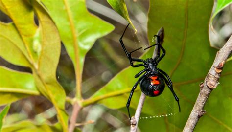 The female spider hangs upside down from her web as she waits for her prey. New Black Widow Spider Species With Purple Egg Sac ...