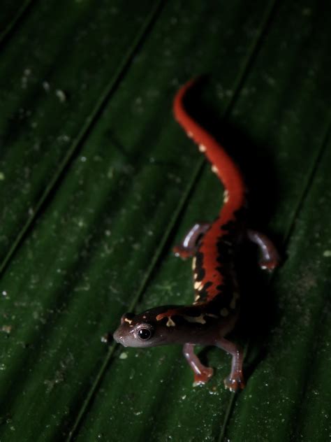 Mexican Mushroomtongue Salamander Bolitoglossa Mexicana Flickr