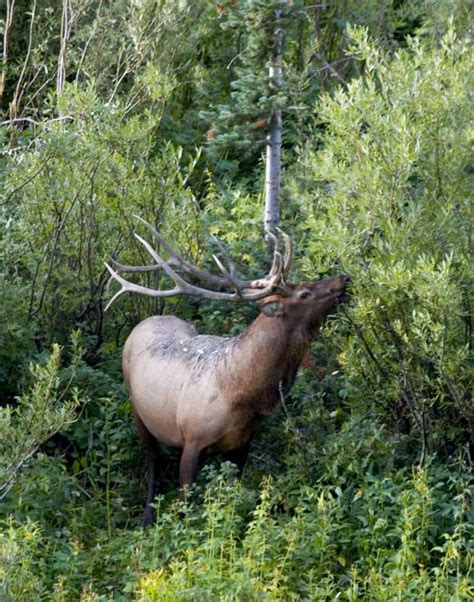 Bull Elk Shutterbug