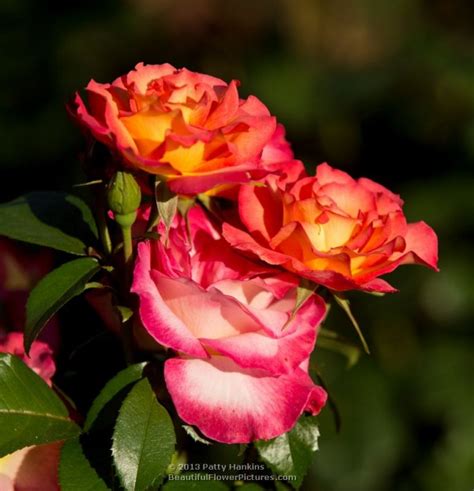 More Rainbow Sorbet Roses Beautiful Flower Pictures Blog