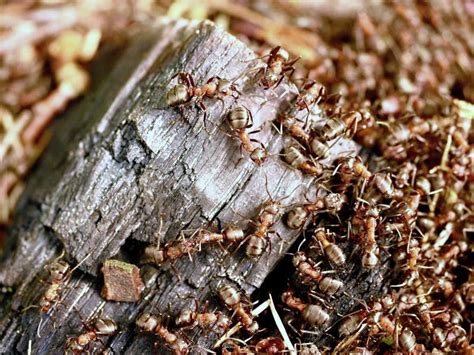 As Formigas Selvagens Constroem Seu Formigueiro Parte Grande De Madeira Carbonizada Foto De