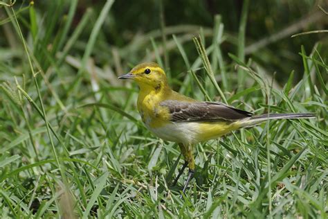 Western Yellow Wagtail Holmen Birding Safaris
