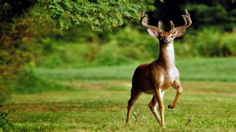 Maryland Deer Archery Season Opens Sept 11 The Southern Maryland