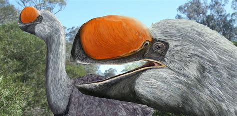 New Research Reveals The Origin Of Australias Extinct Flightless