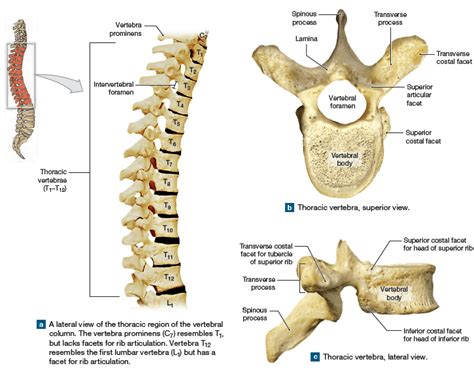 Thoracic Vertebrae Structure Function Chest Wall Muscles And