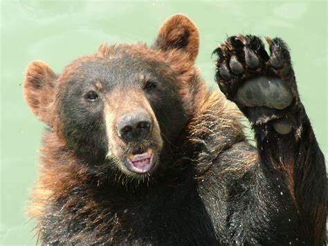Bear Waving Free Photo Download Freeimages
