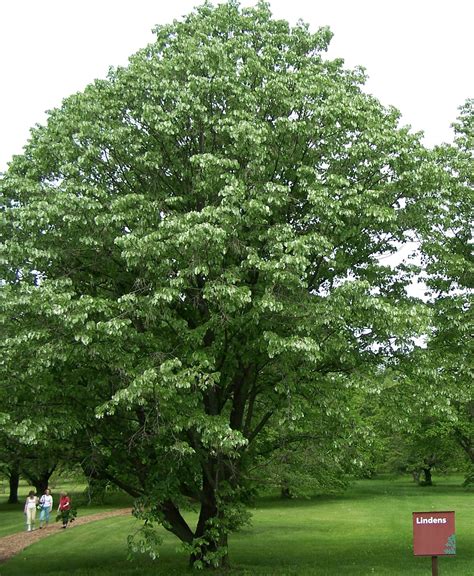 How To Grow Linden Growing And Caring For Linden