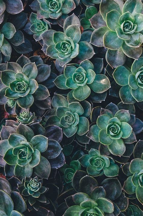 Aesthetic Succulents Wallpapers Top Free Aesthetic Succulents