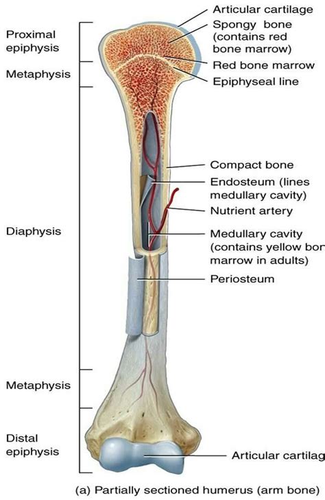 Pin By Jessica Joyce On Systems Musculoskeletal Medical Anatomy