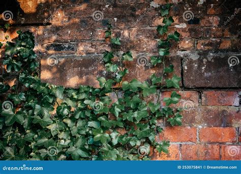 Green Ivy Leaves Climbing Orange Brick Wall Stock Image Image Of