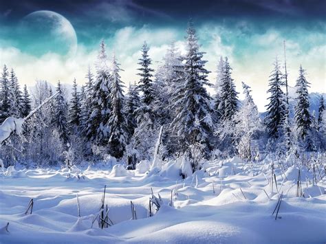 Winter Forests Wallpapers Hd Desktop And Mobile Backgrounds