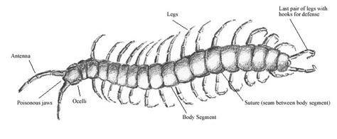 Centipede Anatomy