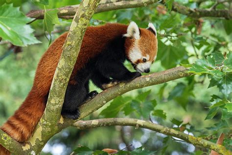 Red Panda Climbing Tree Photograph By Arterra Picture Library Fine