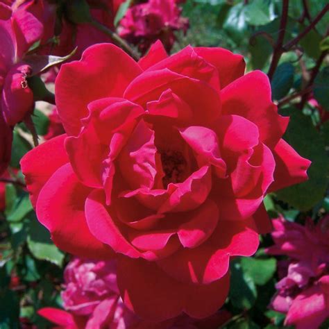 Knock Out Rose 1 Gal Red Double Knock Out Rose Live Blooming Shrub
