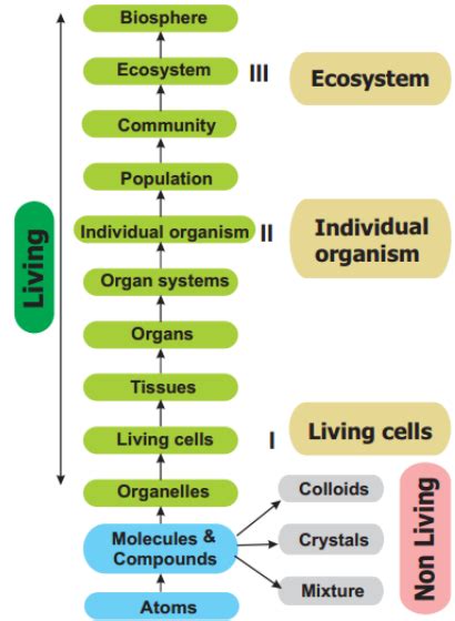 Draw A Flow Chart Representing The Various Levels Of Organisation And