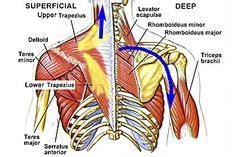 Dummies helps everyone be more knowledgeable and confident in applying what they know. gluteal muscles color diagram - Google Search | glutes ...