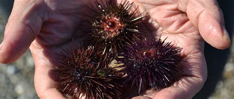 Sea Urchins Katerinas Kouzina