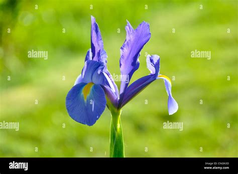 Blue Iris Flower Iris Reticulata Stock Photo Alamy