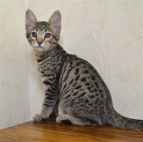 The savannah are a cross breed of the wild serval cat of africa and a domestic cat. Savannah Cat F6 - Best Cat Wallpaper