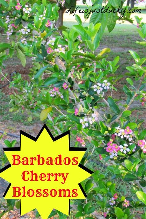 How To Grow Barbados Cherry Life Is Just Ducky